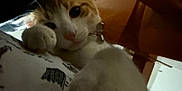 Jasper is registered to the contest to win money with this photo: animal, blur, cat, closeup, collar, cozy, curious, cute, domestic, face, furniture, home, indoor, looking, orange_and_white, paw, pet, relaxed, soft, whiskers