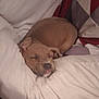 Remii joined the competition — help win amazing prizes! puppy, sleeping, bed, blanket, comforter, cute, animal, pet, cozy, resting, brown, small, fur, domestic_animal, indoor, quiet, peaceful, snuggle, young, relax