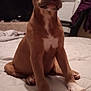 puppy, dog, brown_dog, white_paws, bed, indoor, pet, cute, young_dog, sitting, animal, furniture, blanket, household, television, curious, close_up, companion, domestic_animal, cozy