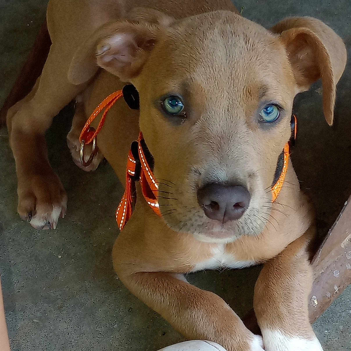 Remii is registered to the contest to win money with this photo: animal, blue_eyes, canine, closeup, concrete_floor, curious, cute, dog, domestic_animal, footwear, fur, indoor, looking_up, orange_collar, paw, pet, puppy, resting, white_sneaker, young_dog