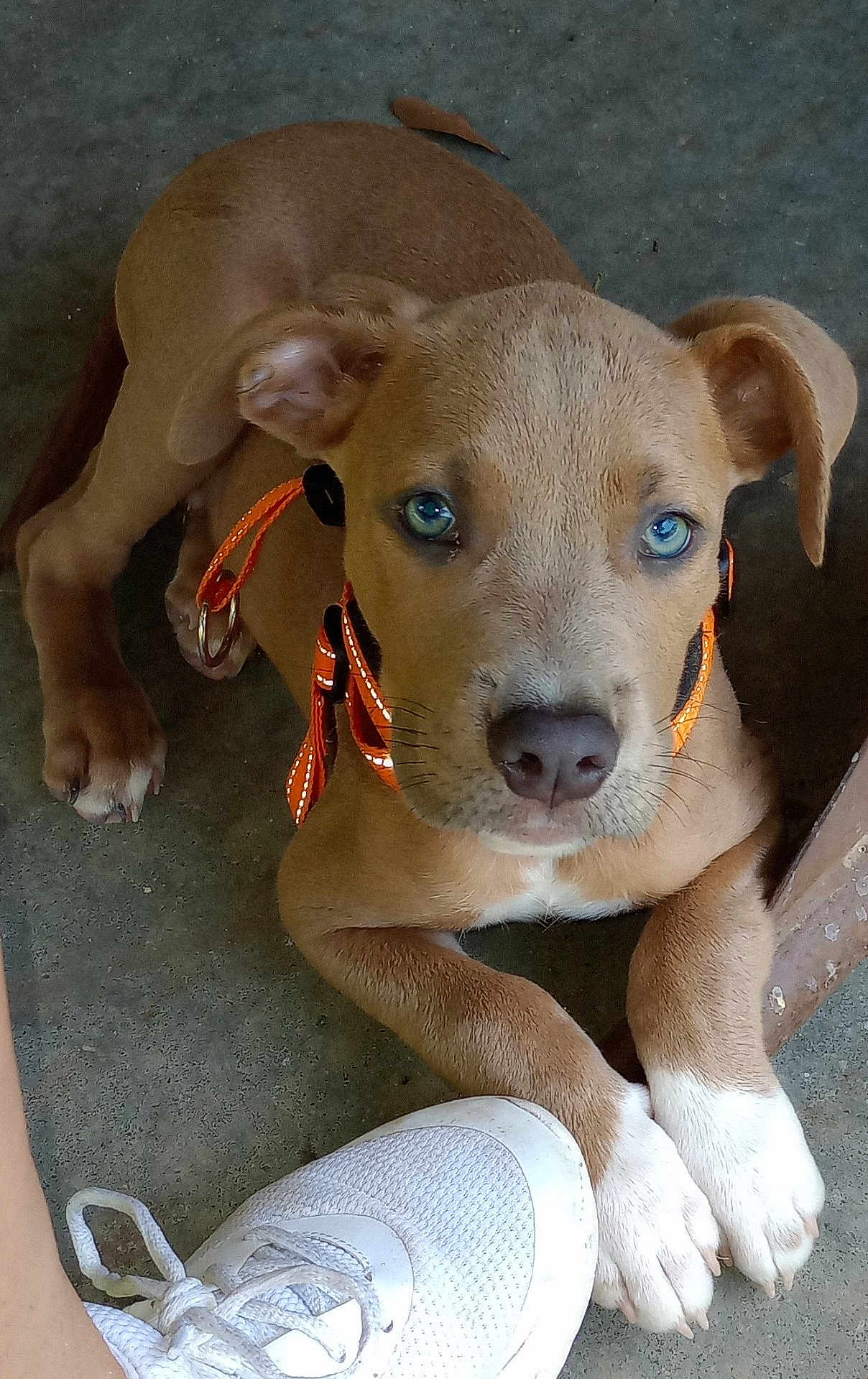 Remii is registered to the contest to win money with this photo: puppy, dog, blue_eyes, orange_collar, concrete_floor, white_sneaker, paw, cute, pet, animal, looking_up, young_dog, domestic_animal, resting, fur, canine, closeup, indoor, footwear, curious