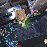 Remii joined the competition — help win amazing prizes! puppy, dog, blanket, gaming_controller_pattern, living_room, table, chair, cushion, wooden_furniture, pet, indoor, cozy, curious, small_dog, brown_dog, floor, remote_control, ashtray, decor, home