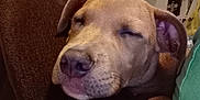 Remii joined the competition — help win amazing prizes! dog, sleeping, paw, brown_couch, indoor, resting, pet, canine, home, relaxed, closeup, face, ears, snout, furniture, door, blanket, comfort, domestic, cozy