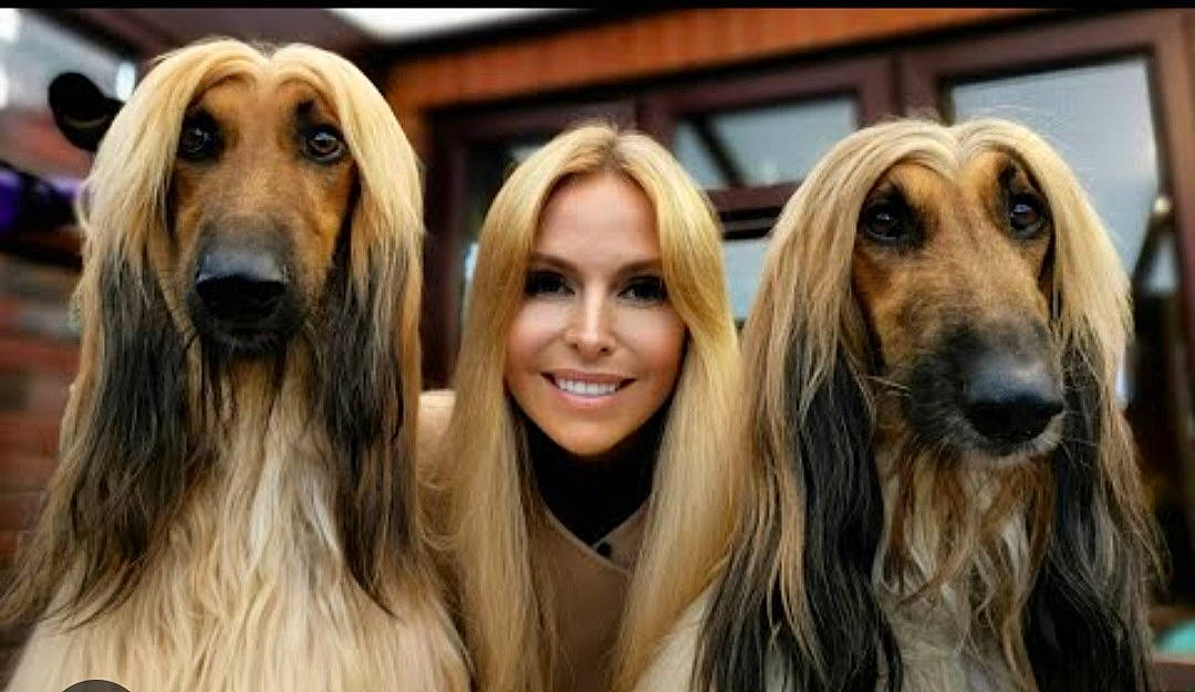 Afghan Hound Dog Breed