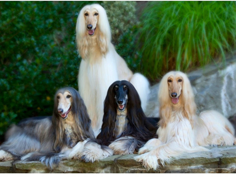 Chien Lévrier Afghan a rejoint le concours — aidez-le/la à gagner de superbes lots ! art, carnivore, companion_dog, composite_material, dog, dog_breed, fawn, fur, liver, plant, sporting_group, terrestrial_animal