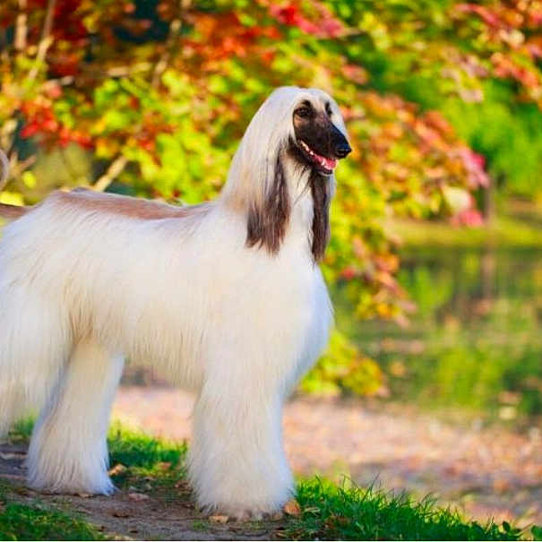 Chien De Chasse