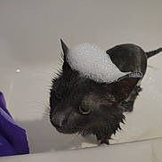 Church is registered to the contest to win money with this photo: animal, bath, bathtub, black_cat, bubbles, cat, closeup, ears, expression, foam, funny, fur, hat, head, indoor, pet, purple, soap, water, wet