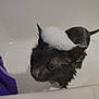 animal, bath, bathtub, black_cat, bubbles, cat, closeup, ears, expression, foam, funny, fur, hat, head, indoor, pet, purple, soap, water, wet