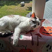 Snowball joined the competition — help win amazing prizes! animal, blanket, cat, cozy, daylight, fur, ghost, gray_cat, halloween, indoor, lying_down, pet, pumpkin, relaxed, shadow, sunlight, tail, whiskers, white_cat, window