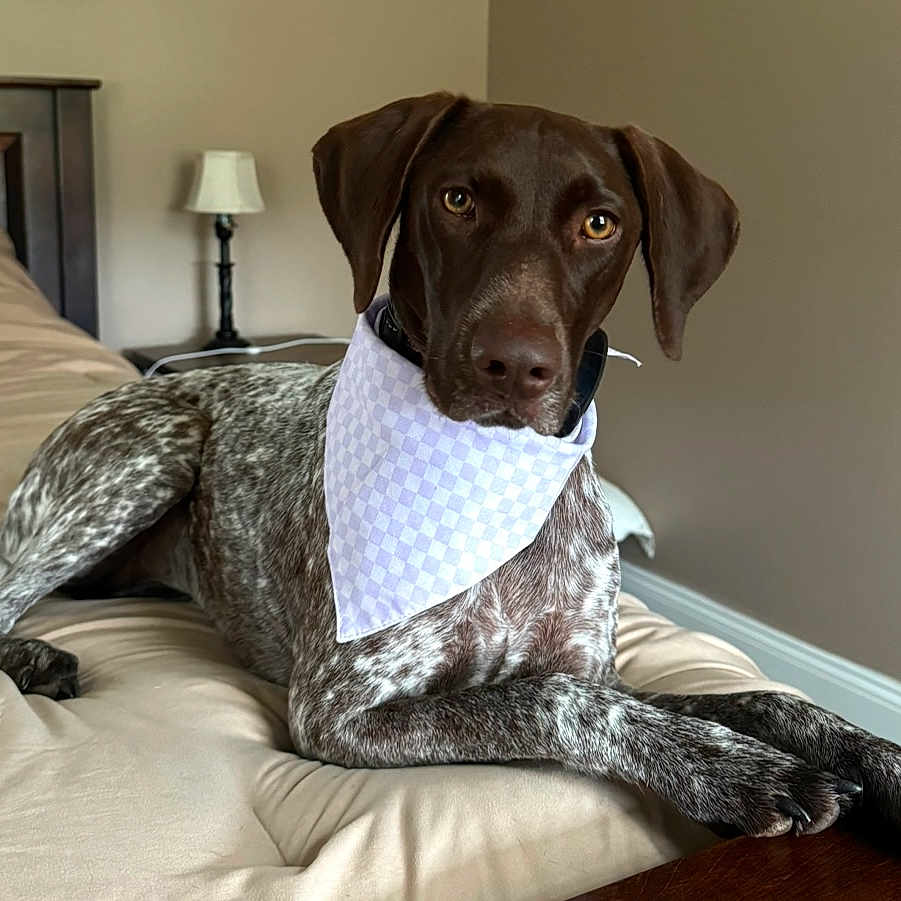 Lainey is registered to the contest to win money with this photo: animal, bed, bedroom, blanket, canine, cushion, dog, furniture, homedecor, hound, indoors, interiordesign, labradorretriever, lamp, pet, pillow, pointer, puppy, room, tablelamp