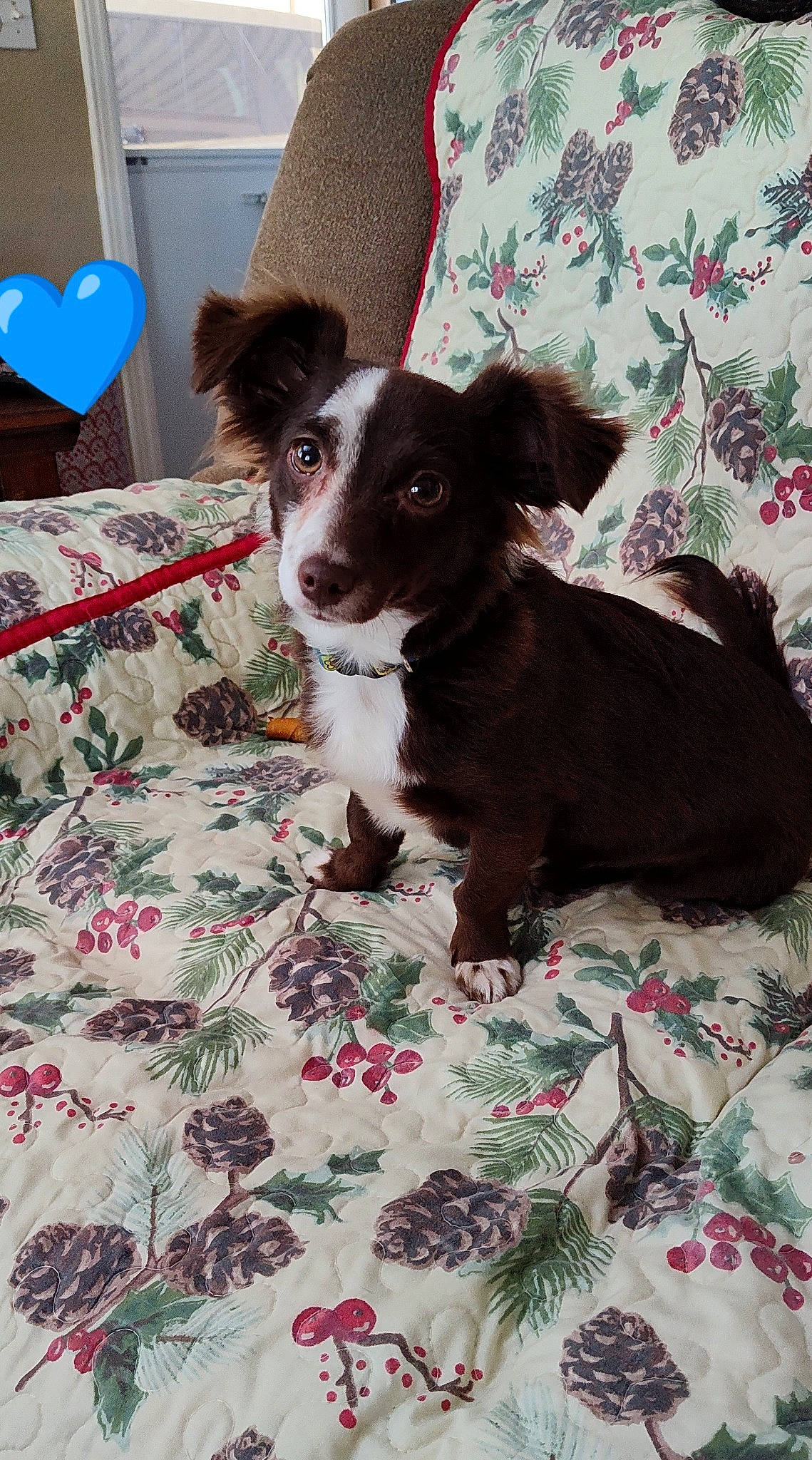 Charlie Brown joined the competition — help win amazing prizes! bed, bedding, canidae, carnivore, comfort, companion_dog, dog, dog_breed, fawn, flooring, fur, green, linens, non_sporting_group, pattern, snout, sporting_group, tablecloth, whiskers, working_animal