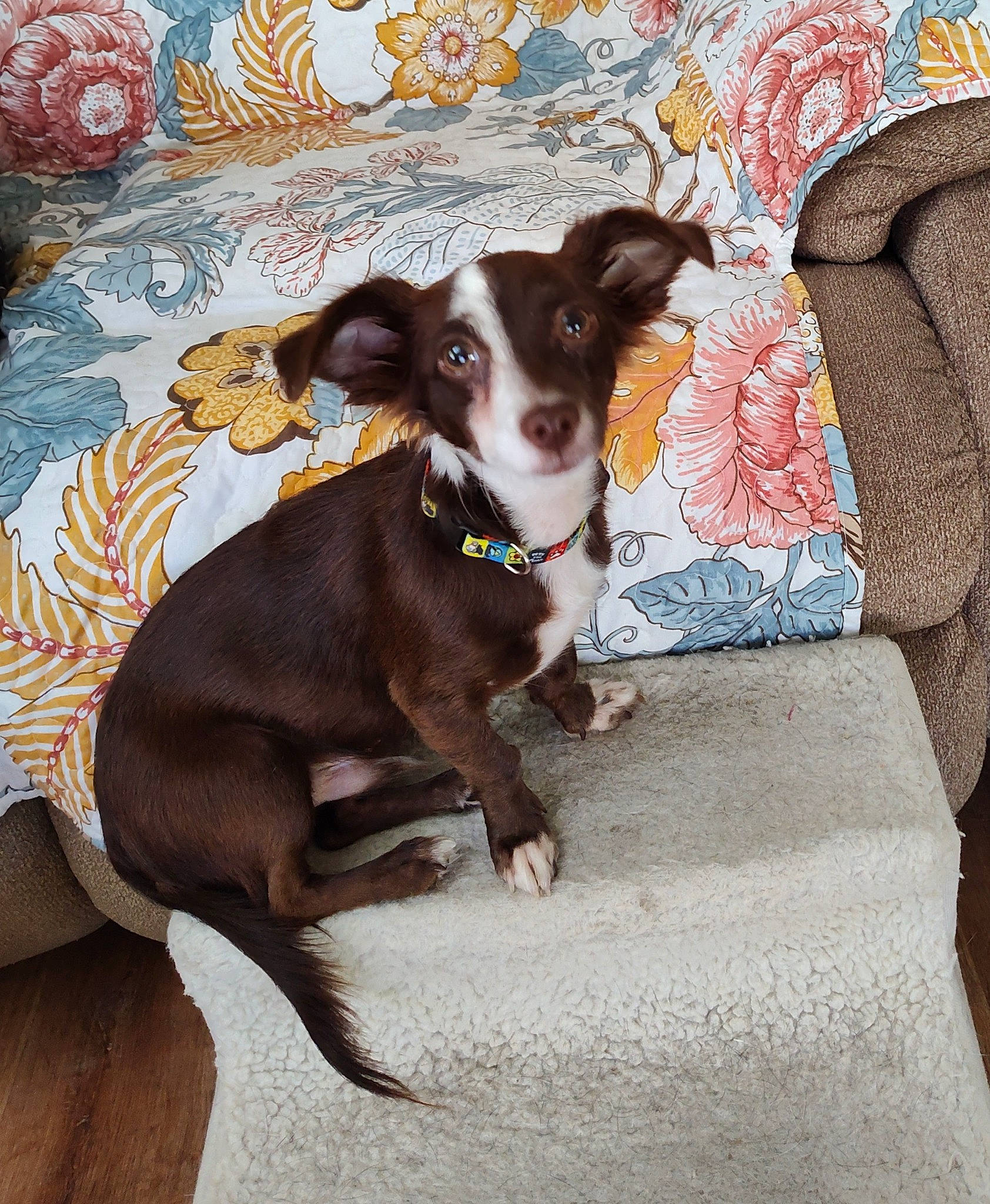 Charlie Brown is registered to the contest to win money with this photo: bed, canidae, carnivore, collar, comfort, companion_dog, couch, dog, dog_breed, dog_collar, dog_supply, fawn, guard_dog, linens, liver, snout, sporting_group, toy_dog, whiskers, working_animal