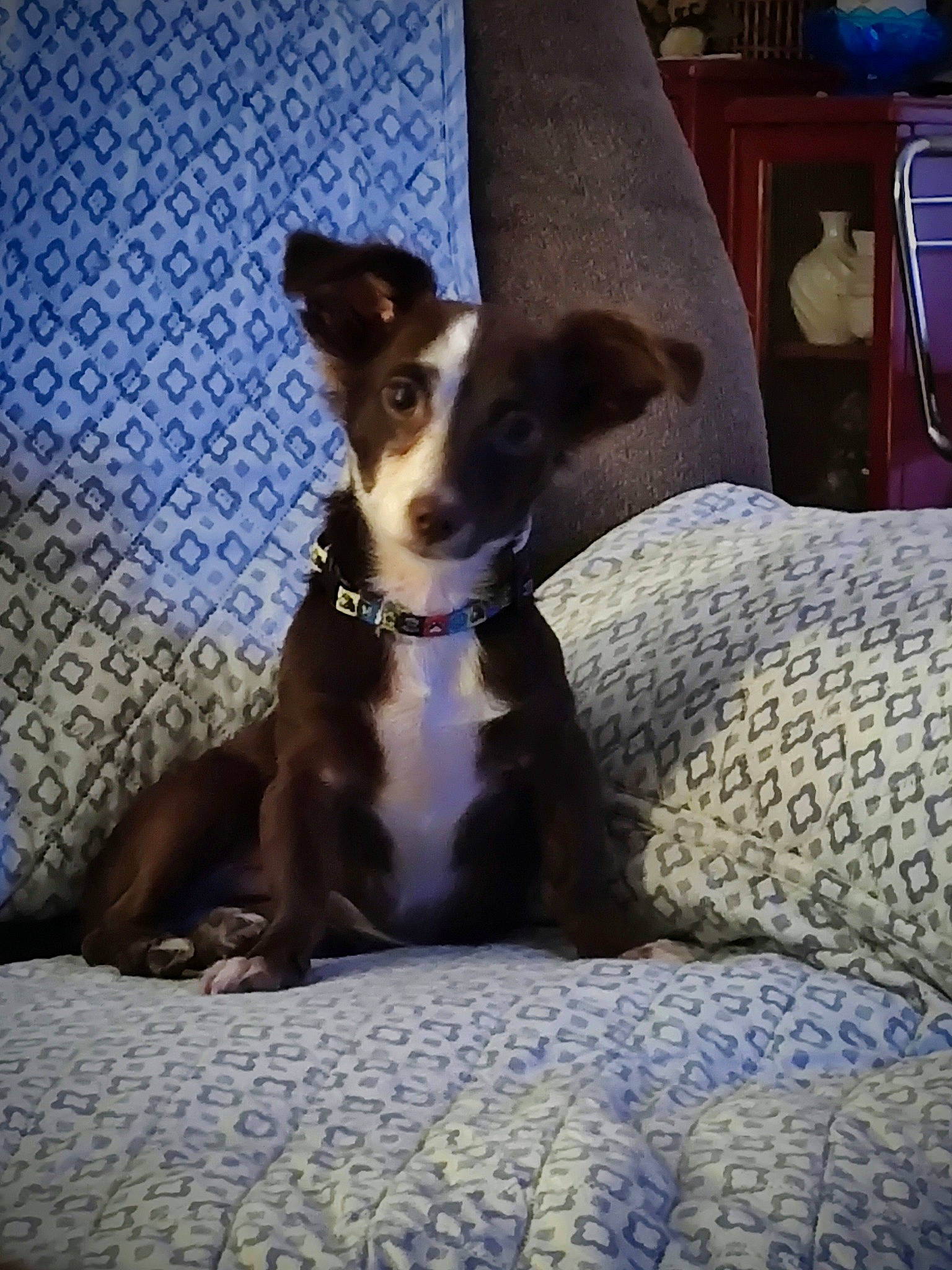 Charlie Brown is registered to the contest to win money with this photo: blue, cabinetry, carnivore, collar, comfort, companion_dog, dog, dog_breed, dog_collar, dog_supply, drawer, fawn, linens, paw, pet_supply, sporting_group, terrestrial_animal, toy_dog, whiskers, working_animal