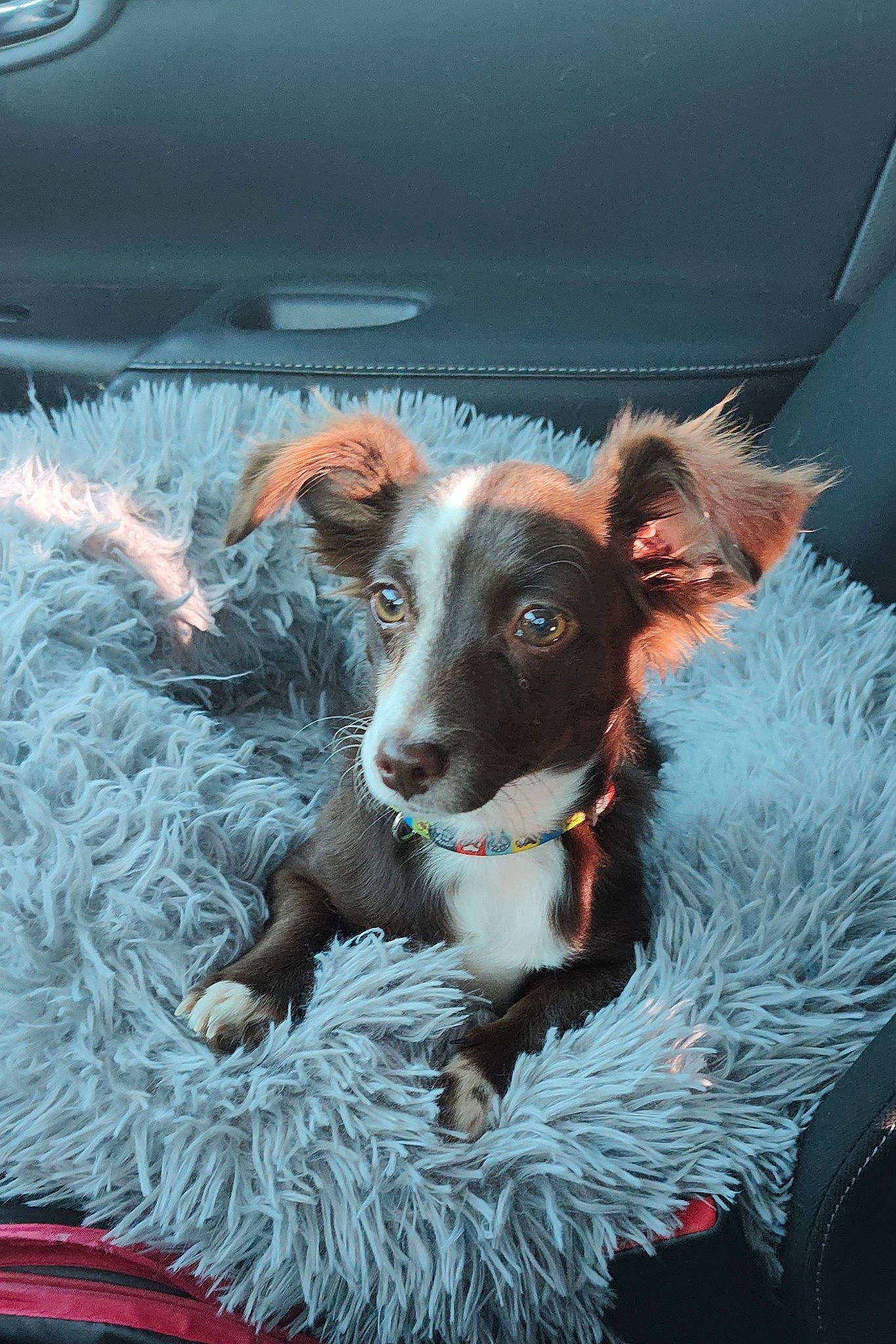 Charlie Brown is registered to the contest to win money with this photo: automotive_exterior, automotive_lighting, canidae, carnivore, collar, companion_dog, dog, dog_breed, dog_collar, fur, glass, hood, snout, sporting_group, vehicle, vehicle_door, window, windshield, working_animal, working_dog