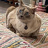 cat, blue_eyes, fluffy, furry, cream_colored, sitting, indoors, portrait, pet, animal, collar, name_tag, patterned_rug, colorful, bookshelf, books, houseplant, cozy, home, close_up