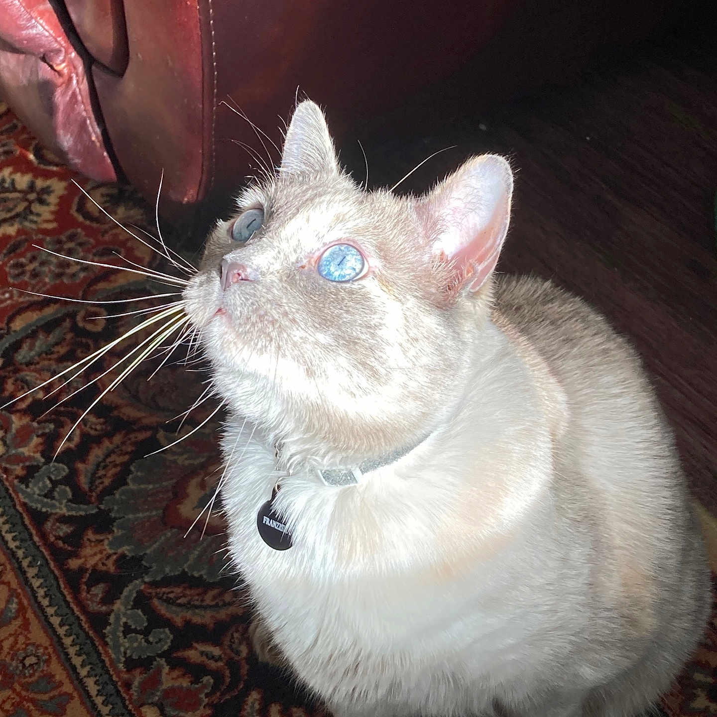 Franziska joined the competition — help win amazing prizes! cat, cream_cat, blue_eyes, pet, animal, whiskers, collar, tag, sitting, indoors, rug, carpet, leather_chair, furniture, portrait, closeup, flash_photography, fur, looking_up, home