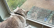 Franziska is registered to the contest to win money with this photo: cat, feline, pet, animal, window, windowsill, indoor, backyard, outdoor_view, screen, fur, fluffy, gray_cat, sitting, watching, paws, toy, feathers, sunlight, home