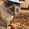 Franziska joined the competition — help win amazing prizes! cat, cowboy_hat, hat, blue_eyes, fur, gray_fur, portrait, indoors, living_room, armchair, blanket, rug, patterned_rug, seated, pet, whiskers, collar, funny, costume, close_up