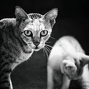 Kathu is registered to the contest to win money with this photo: cat, black_and_white, animal, pet, portrait, focus, blurry_background, whiskers, ears, eyes, feline, mammal, indoor, closeup, contrast, texture, expression, fur, two_cats, monochrome