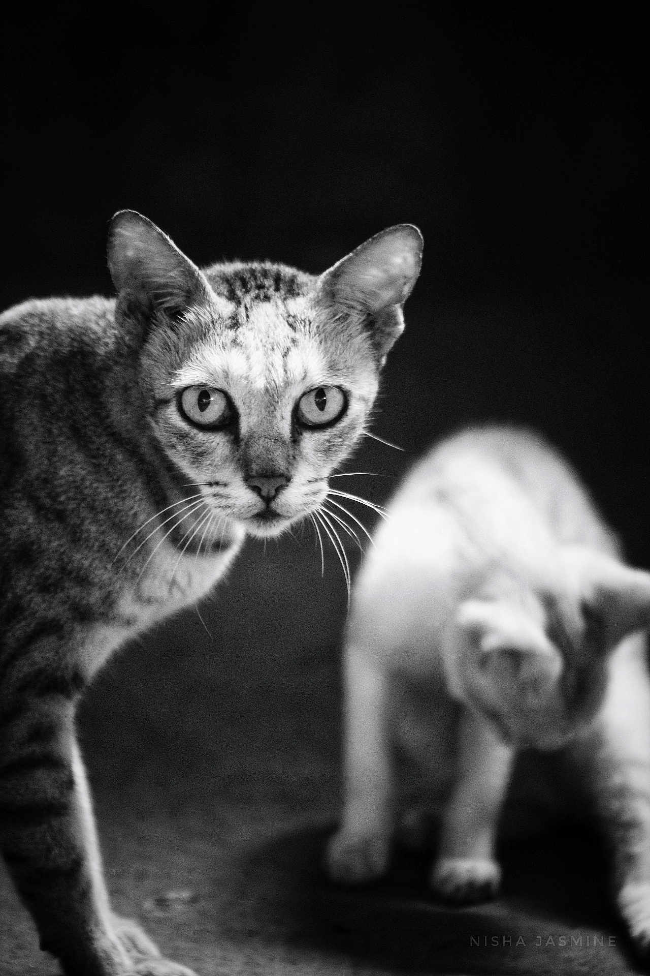Kathu is registered to the contest to win money with this photo: cat, black_and_white, animal, pet, portrait, focus, blurry_background, whiskers, ears, eyes, feline, mammal, indoor, closeup, contrast, texture, expression, fur, two_cats, monochrome