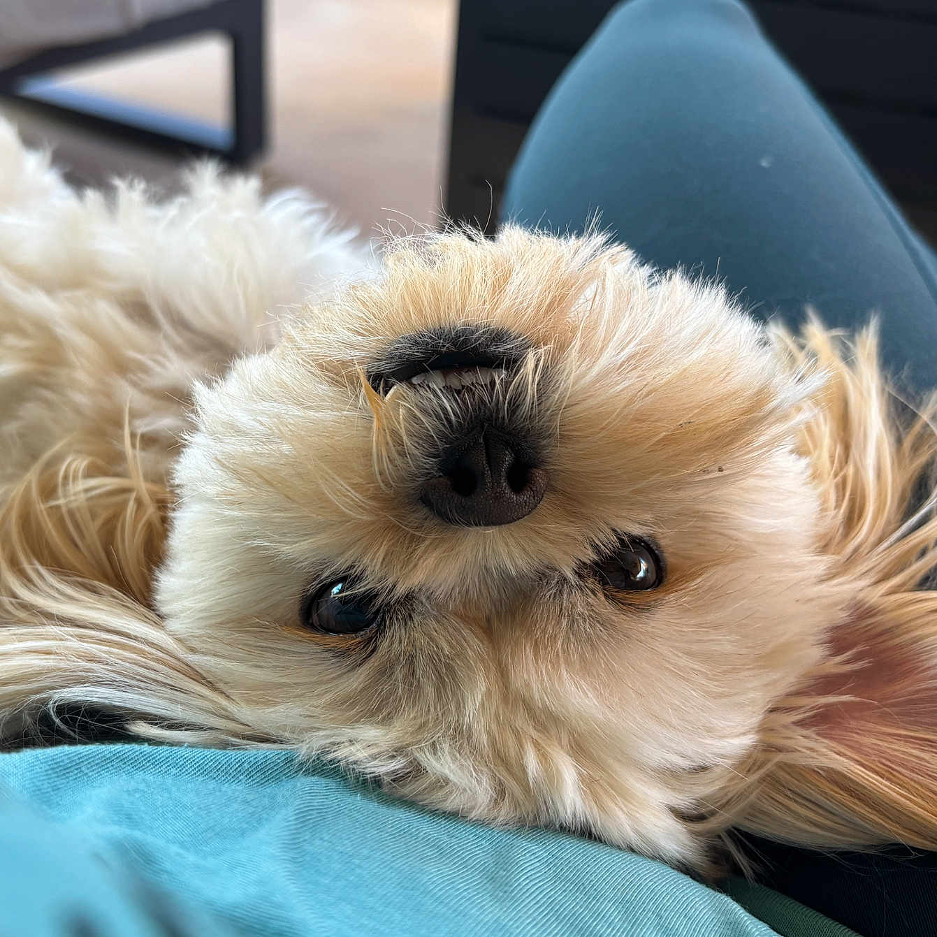 Milo