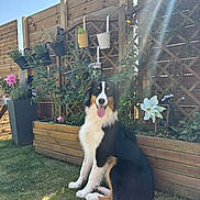 Velvet a rejoint le concours — aidez-le/la à gagner de superbes lots ! dog, garden, fence, plants, flowers, sunlight, grass, outdoor, pet, sitting, happy, tongue_out, wooden_fence, planter, sun_rays, nature, greenery, summer, canine, backyard