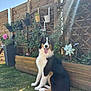 dog, garden, fence, plants, flowers, sunlight, grass, outdoor, pet, sitting, happy, tongue_out, wooden_fence, planter, sun_rays, nature, greenery, summer, canine, backyard