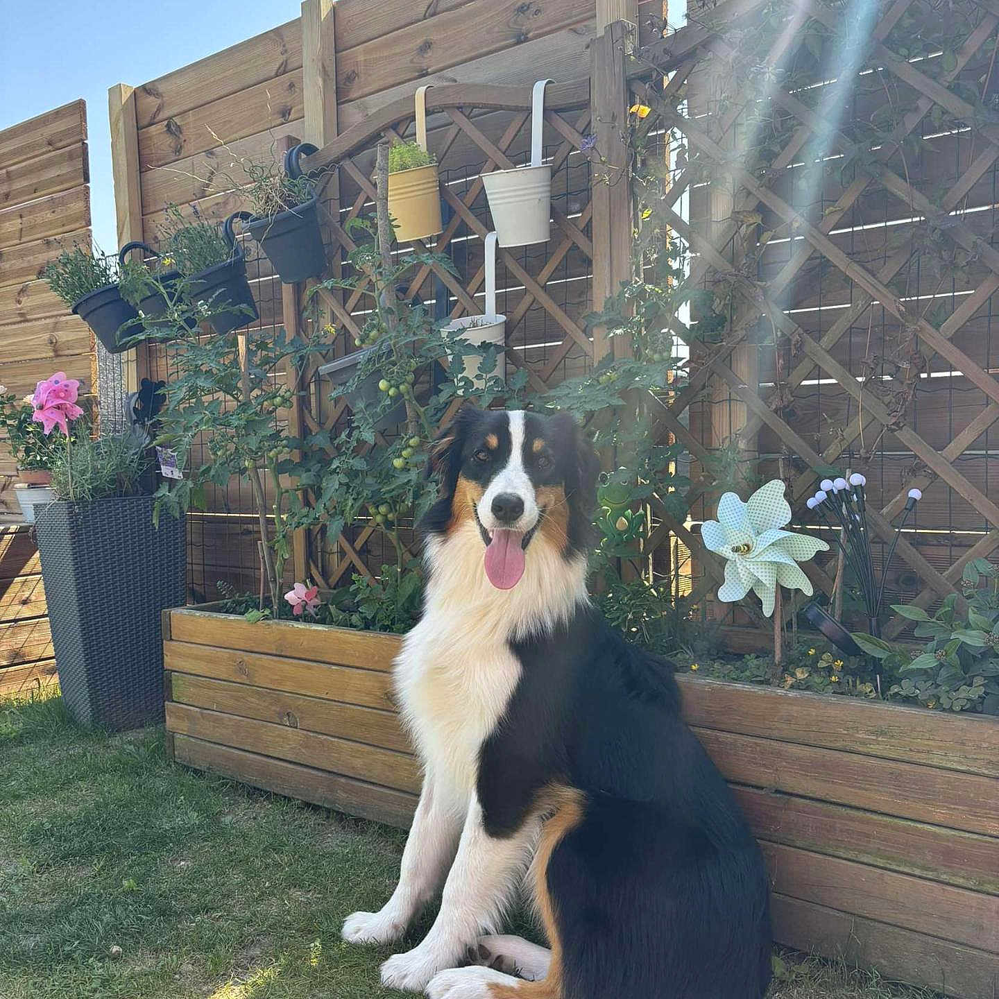 Velvet a rejoint le concours — aidez-le/la à gagner de superbes lots ! backyard, canine, dog, fence, flowers, garden, grass, greenery, happy, nature, outdoor, pet, planter, plants, sitting, summer, sun_rays, sunlight, tongue_out, wooden_fence