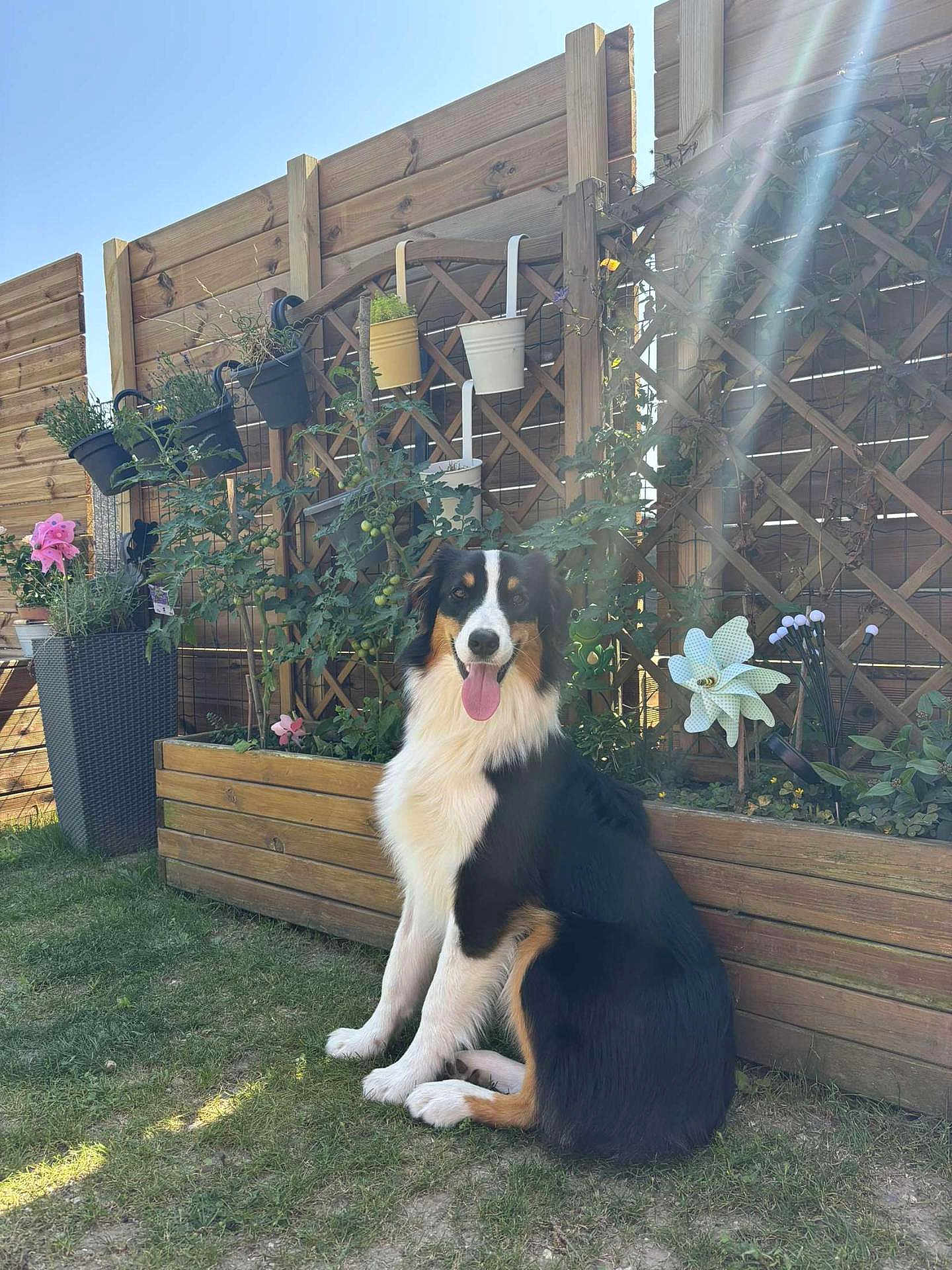 Velvet a rejoint le concours — aidez-le/la à gagner de superbes lots ! dog, garden, fence, plants, flowers, sunlight, grass, outdoor, pet, sitting, happy, tongue_out, wooden_fence, planter, sun_rays, nature, greenery, summer, canine, backyard