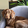 armchair, brown_dog, canine, decor, dog, ears, fur, golden_eyes, houseplant, indoor, living_room, natural_light, nose, orchid, paw, pet, portrait, relaxed, snake_plant, upholstery