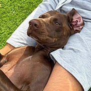 Biche a rejoint le concours — aidez-le/la à gagner de superbes lots ! artificial_grass, brown_dog, casual_clothing, chest, closeup, companion, cuddling, dog, ear, fur, grass, human_leg, lap, nose, outdoor, pet, relaxed, resting, shorts, summer