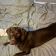 Prada participe au concours pour gagner de l'argent avec cette photo : amber_eyes, bed, bedding, bedroom, blanket, brown_dog, cozy, dog, duvet, fur, head, looking_at_camera, lying_down, nose, paw, plush_toy, relaxed, snout, stuffed_animal, toy