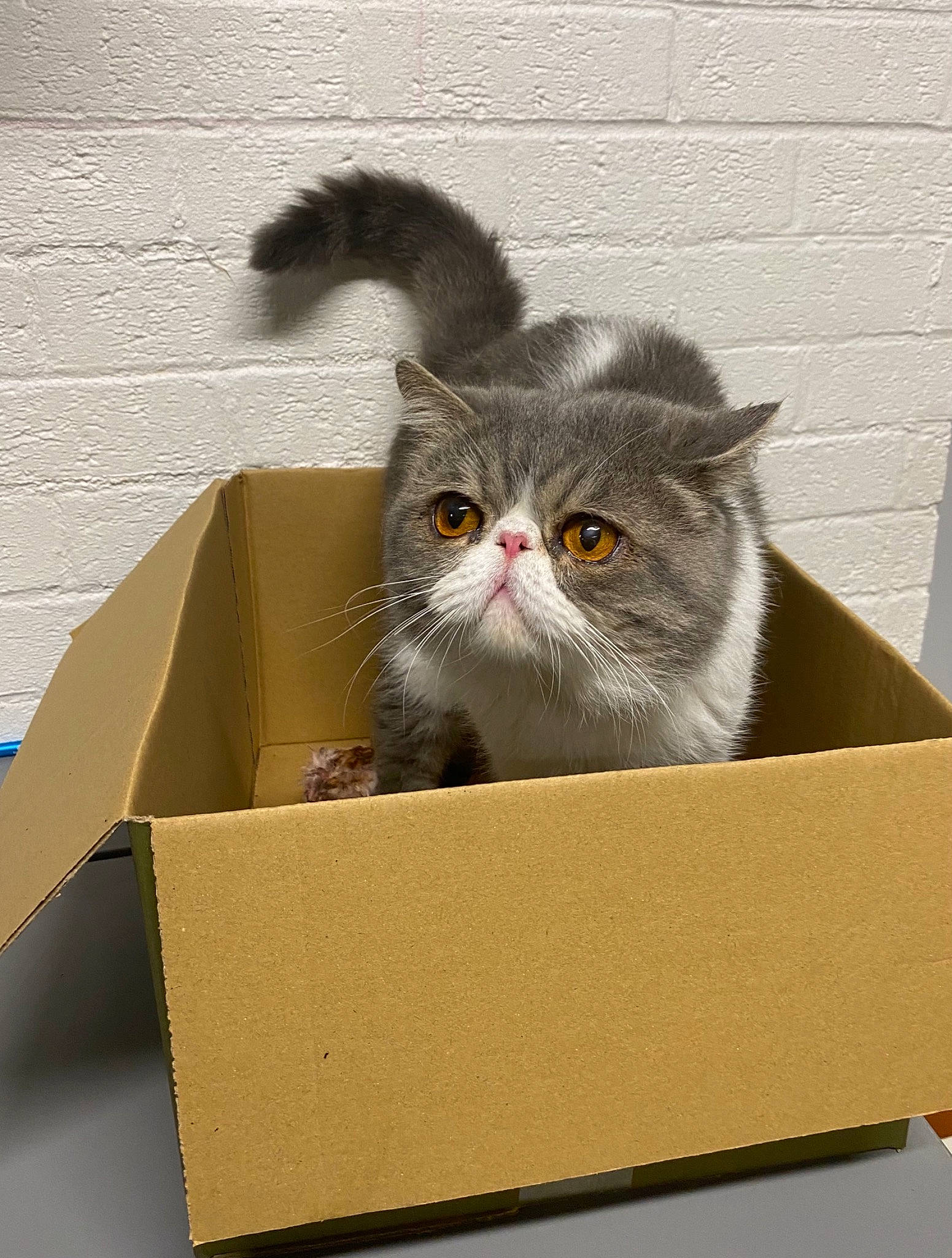 Murphy joined the competition — help win amazing prizes! box, cardboard, carnivore, carton, cat, fawn, felidae, fur, illustration, packaging_and_labeling, packing_materials, paper_product, persian, rectangle, shipping_box, small_to_medium_sized_cats, snout, terrestrial_animal, whiskers