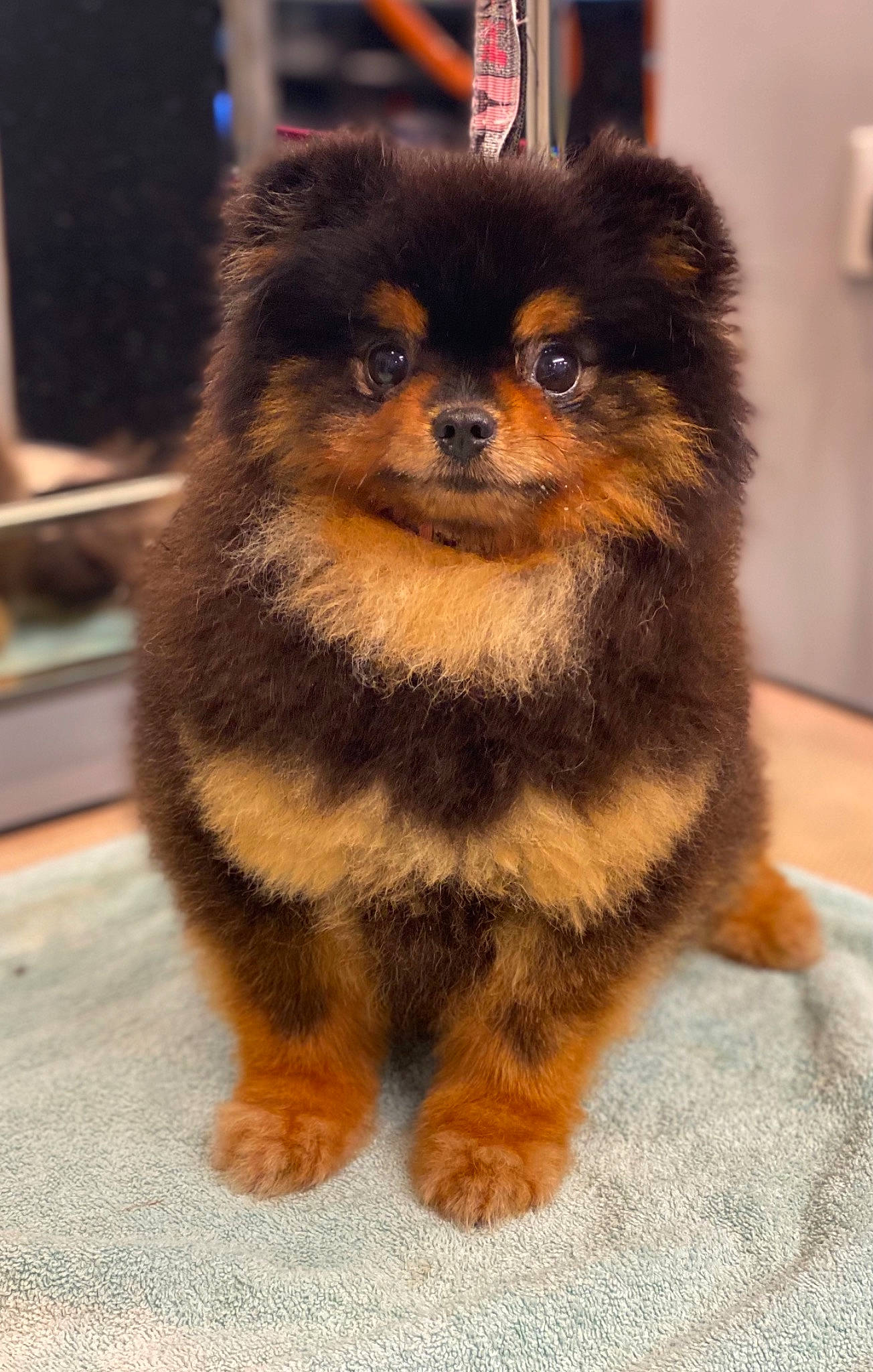 Chop joined the competition — help win amazing prizes! ancient_dog_breeds, canidae, carnivore, companion_dog, dog, dog_breed, fawn, fur, german_spitz, non_sporting_group, pomeranian, puppy, snout, sporting_group, tail, terrestrial_animal, toy_dog, whiskers, working_animal, working_dog