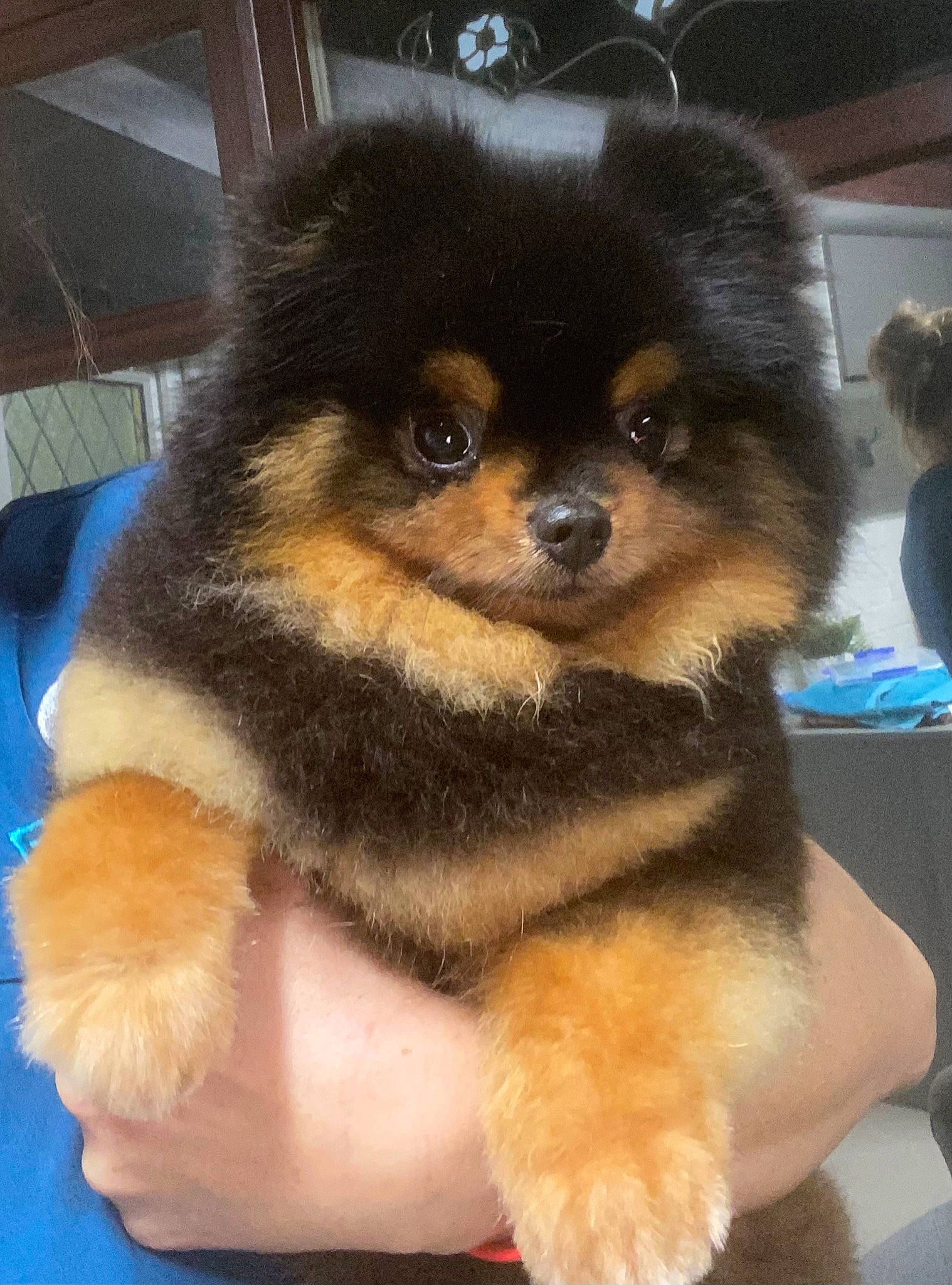 Chop joined the competition — help win amazing prizes! canidae, carnivore, companion_dog, dog, dog_breed, fawn, fur, non_sporting_group, puppy, snout, sporting_group, terrestrial_animal, toy_dog, working_animal, working_dog