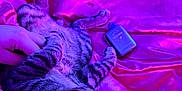 Mookie is registered to the contest to win money with this photo: cat, closeup, collar, comfort, fabric, fur, gadget, hand, indoor, magenta, paw, pet, purple, relaxing, resting, silk, soft, striped, tabby, technology