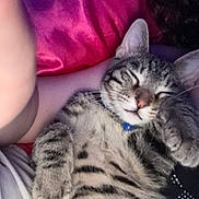 Mookie is registered to the contest to win money with this photo: cat, close_up, collar, companion, cozy, cute, domestic_animal, feline, fur, indoor, nap, paw, person, pet, pink_pillow, relaxed, resting, skin, sleeping, tabby