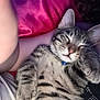 cat, close_up, collar, companion, cozy, cute, domestic_animal, feline, fur, indoor, nap, paw, person, pet, pink_pillow, relaxed, resting, skin, sleeping, tabby