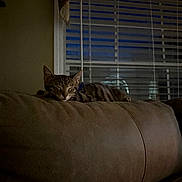 Mookie joined the competition — help win amazing prizes! animal, blinds, brown, cat, couch, cozy, domestic_cat, evening, fur, furniture, home, indoor, pet, quiet, relaxation, resting, sleeping, tabby, whiskers, window