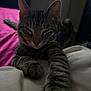 Mookie is registered to the contest to win money with this photo: animal, bedroom, blanket, cat, closeup, cozy, cute, domestic_animal, feline, fur, indoor, paw, pet, pink, relaxed, resting, sleepy, striped, tabby, whiskers