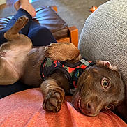 Lily is registered to the contest to win money with this photo: brown, casual, comfort, couch, cozy, cute, dog, fur, harness, home, human, indoor, lap, legs, paw, pet, playful, puppy, relaxed, smile