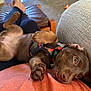 brown, casual, comfort, couch, cozy, cute, dog, fur, harness, home, human, indoor, lap, legs, paw, pet, playful, puppy, relaxed, smile