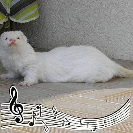 Furette a rejoint le concours — aidez-le/la à gagner de superbes lots ! american_curl, british_longhair, british_semi_longhair, carnivore, cat, domestic_long_haired_cat, felidae, fur, kitten, napoleon_cat, norwegian_forest_cat, persian, ragamuffin, ragdoll, small_to_medium_sized_cats, tail, turkish_angora, turkish_van, whiskers, white