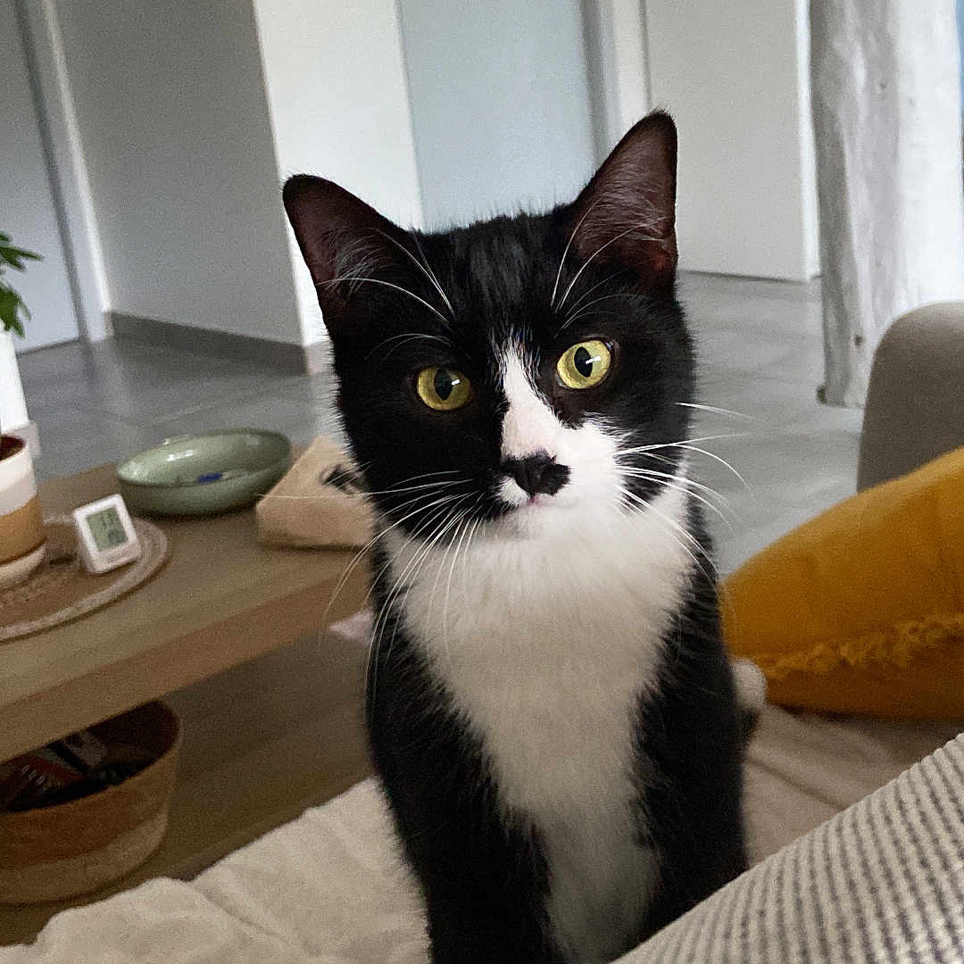 Malo participe au concours pour gagner de l'argent avec cette photo : abyssinian, animal, architecture, blackcat, building, cat, couch, cushion, furniture, hardwood, homedecor, indoors, kitten, livingroom, manx, pet, plate, plywood, room, wood