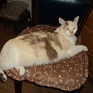 Kuki is registered to the contest to win money with this photo: cat, indoor, chair, cushion, wooden_floor, furniture, pet, relaxed, fluffy, animal, domestic, sleepy, brown, white, patterned_cushion, resting, cute, feline, cozy, home