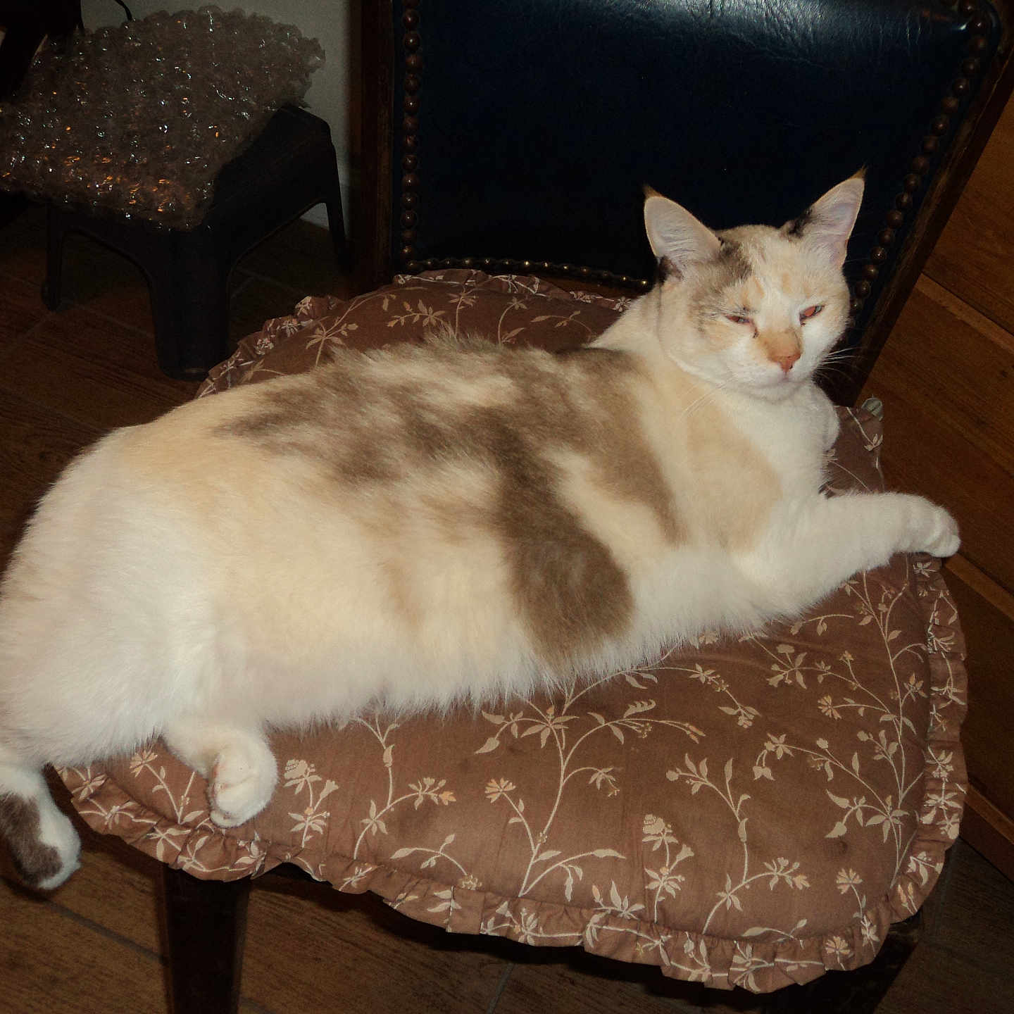 Kuki is registered to the contest to win money with this photo: animal, brown, cat, chair, cozy, cushion, cute, domestic, feline, fluffy, furniture, home, indoor, patterned_cushion, pet, relaxed, resting, sleepy, white, wooden_floor