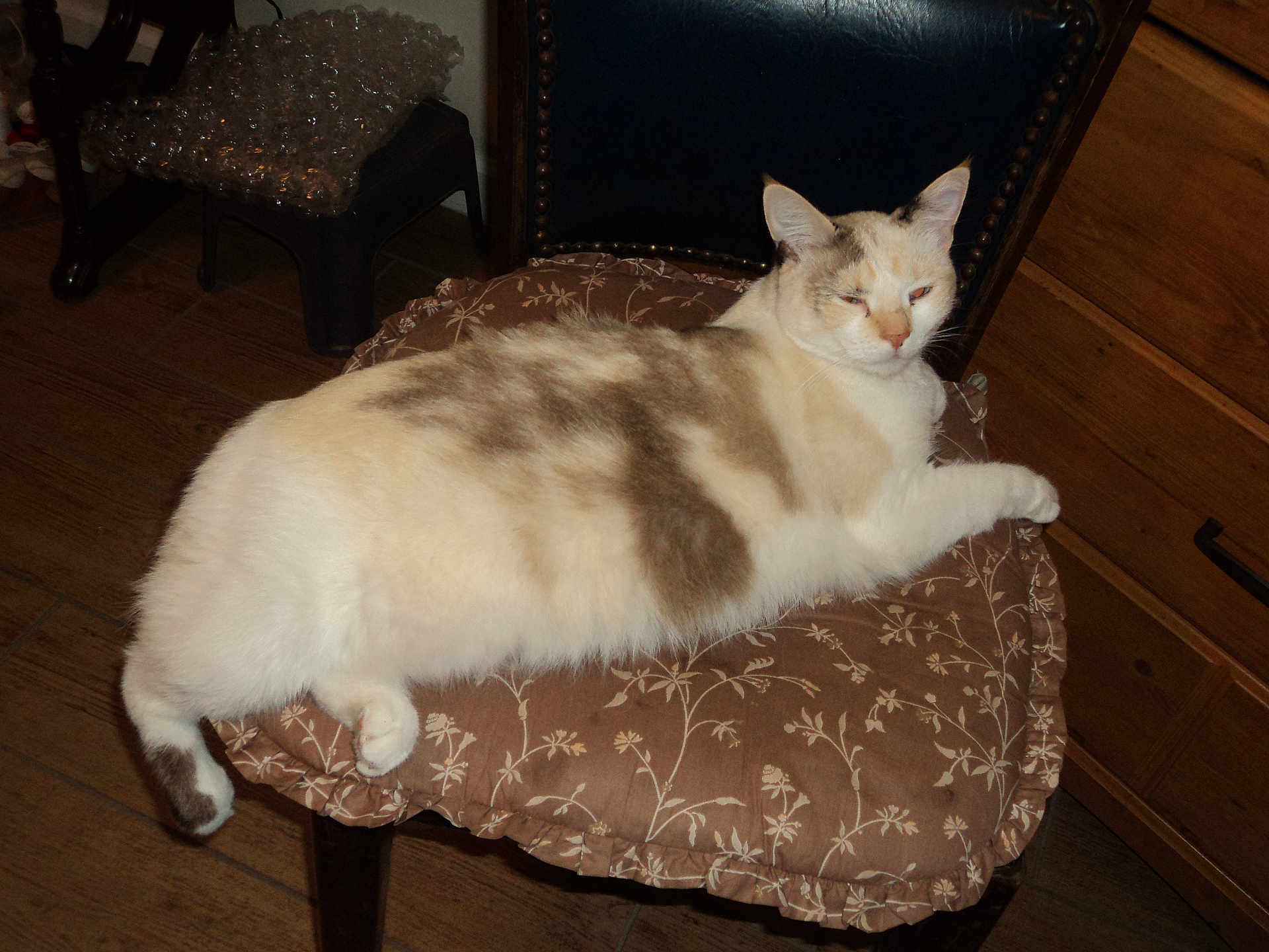 Kuki is registered to the contest to win money with this photo: cat, indoor, chair, cushion, wooden_floor, furniture, pet, relaxed, fluffy, animal, domestic, sleepy, brown, white, patterned_cushion, resting, cute, feline, cozy, home