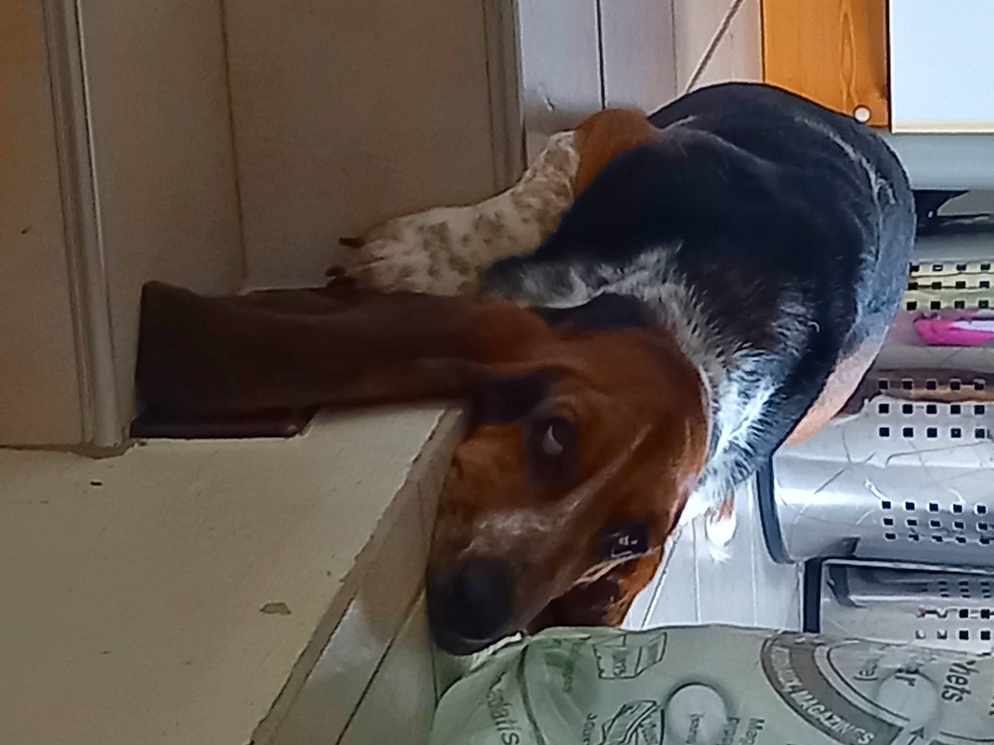 Lila participe au concours pour gagner de l'argent avec cette photo : canidae, carnivore, comfort, companion_dog, computer_keyboard, dobermann, dog, dog_breed, dog_supply, ear, fawn, fur, guard_dog, jaw, liver, pet_supply, snout, sporting_group, whiskers, working_animal