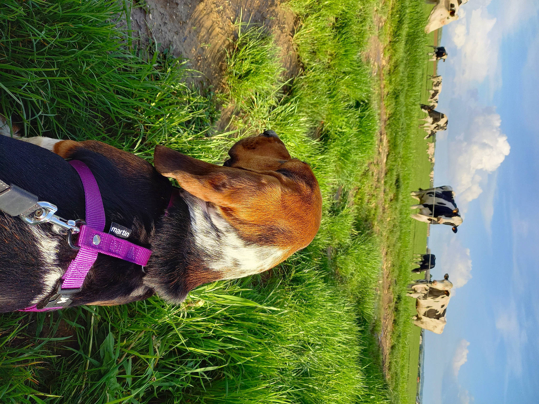 Lila participe au concours pour gagner de l'argent avec cette photo : carnivore, cloud, collar, companion_dog, dog, dog_breed, dog_collar, dog_supply, fawn, grass, landscape, leash, leisure, light, pet_supply, plant, sky, tail, tree, working_animal