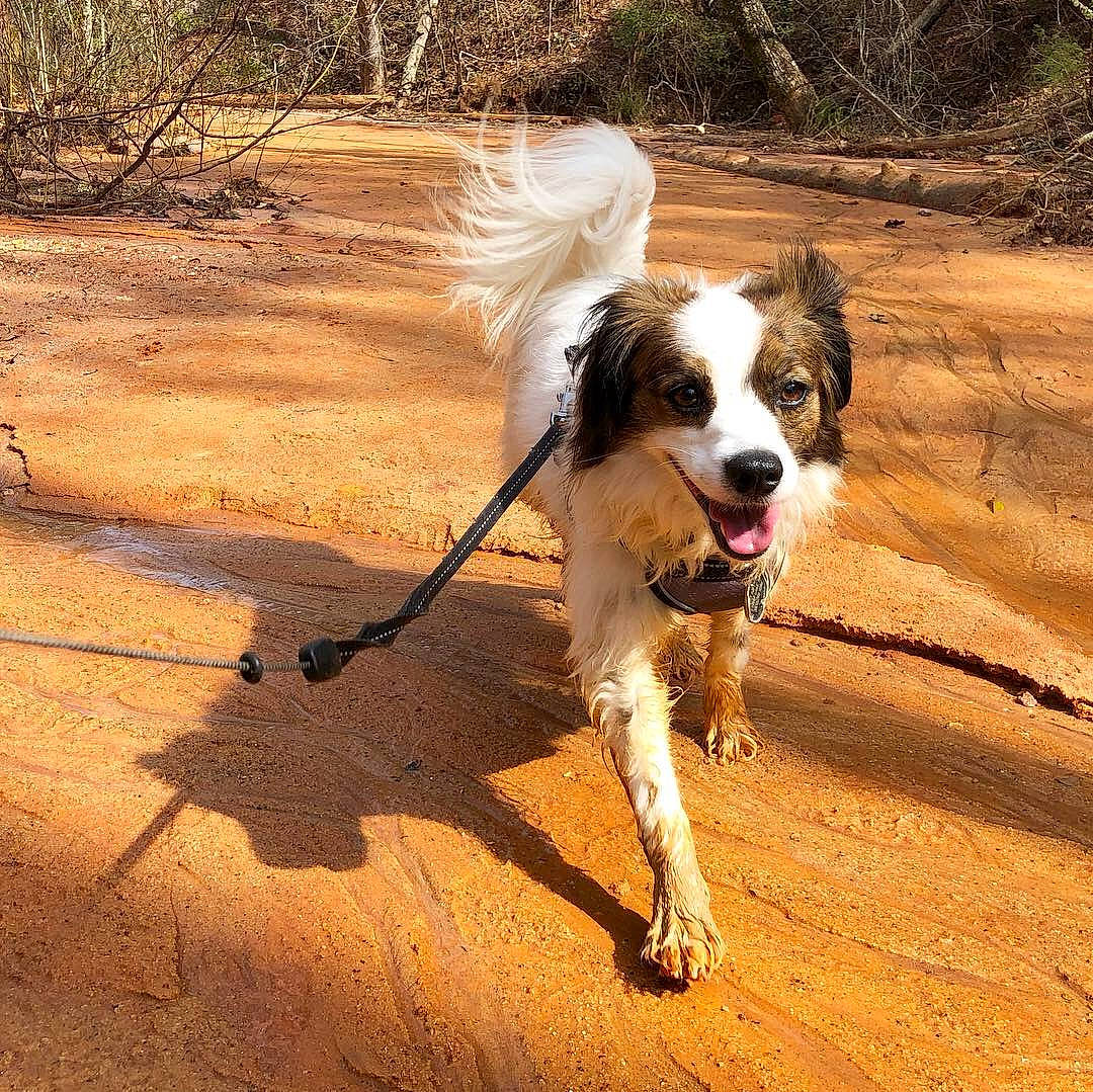 Tucker joined the competition — help win amazing prizes! canidae, carnivore, companion_dog, dog, dog_breed, drentse_patrijshond, hunting_dog, kooikerhondje, leash, mammal, sporting_group, vertebrate